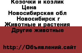 Козочки и козлик › Цена ­ 3 000 - Новосибирская обл., Новосибирск г. Животные и растения » Другие животные   